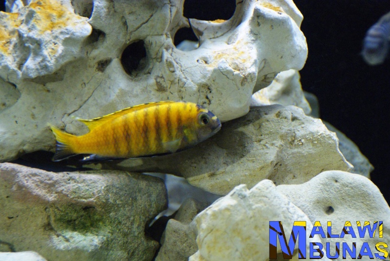 Tropheops sp. 'red fin' Hai Reef